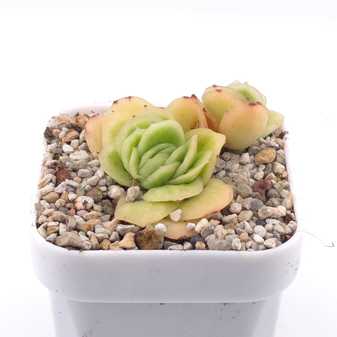 Echeveria 'Ice Rose' | 冰玫瑰 thumbnail 2