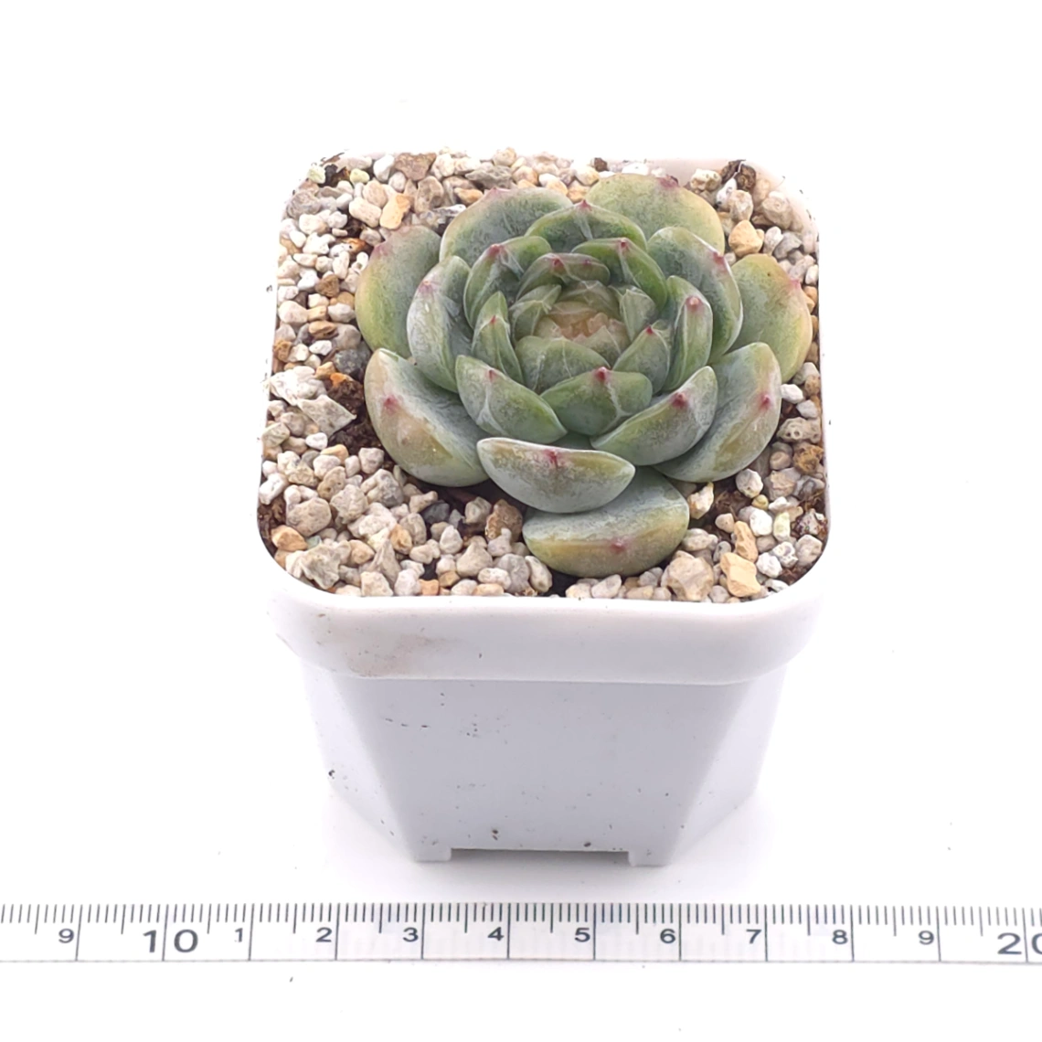 Echeveria ‘Melaco' | 巧克力方磚 thumbnail 3