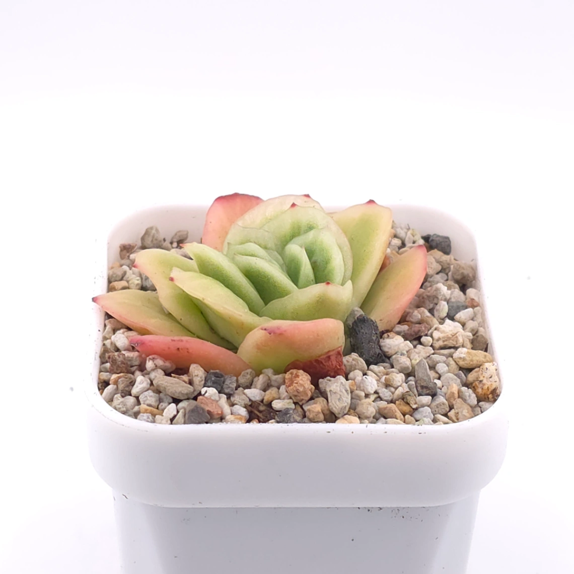Echeveria 'Ice Rose' | 冰玫瑰 thumbnail 2