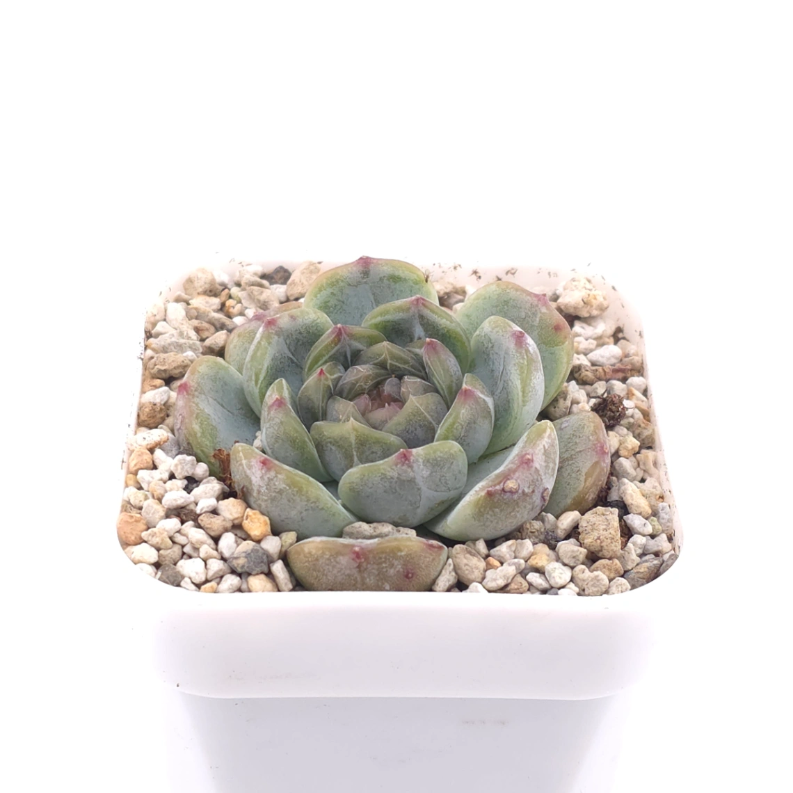 Echeveria ‘Melaco' | 巧克力方磚 thumbnail 2