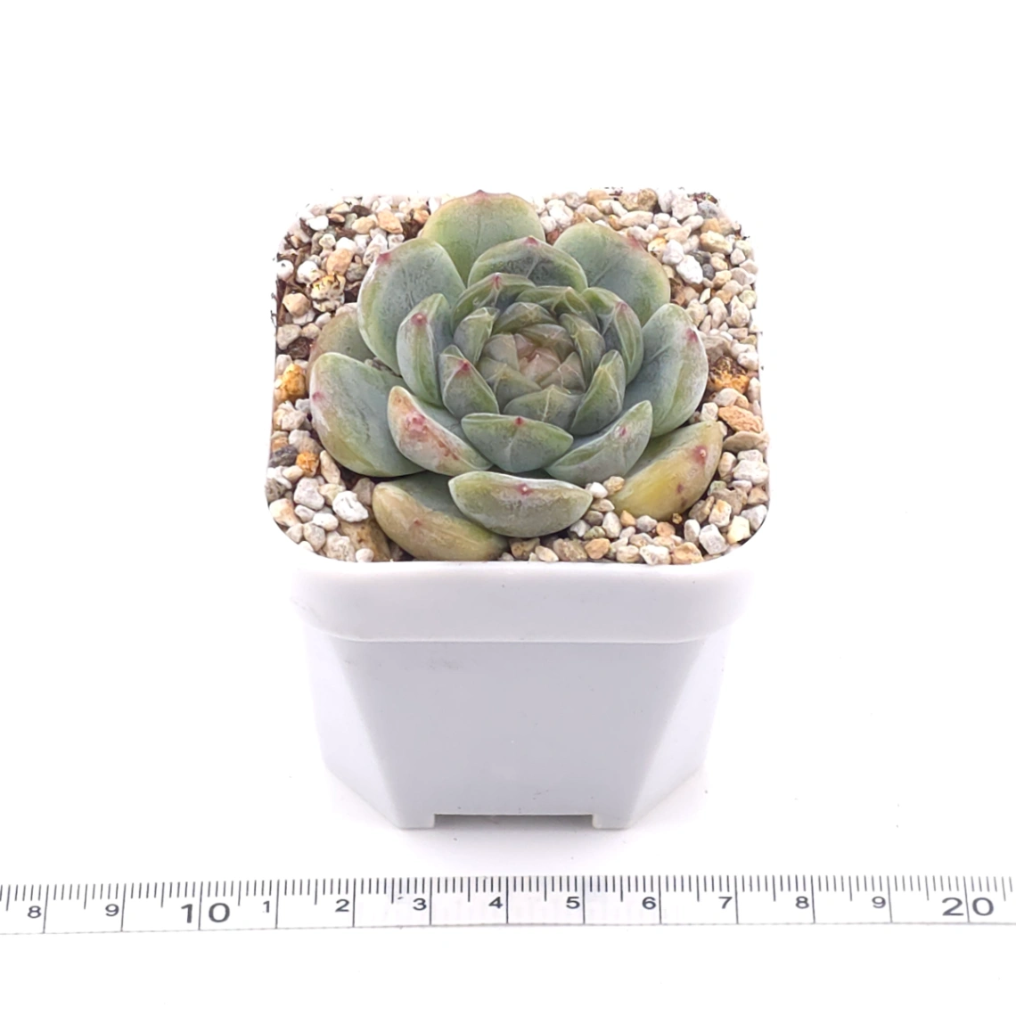 Echeveria ‘Melaco' | 巧克力方磚 thumbnail 3