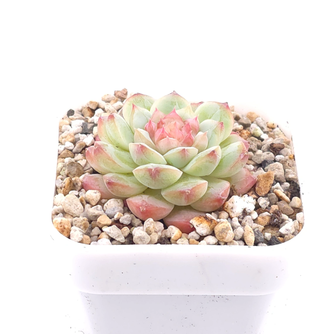 Echeveria ‘Mittal’ | 米塔爾 thumbnail 2