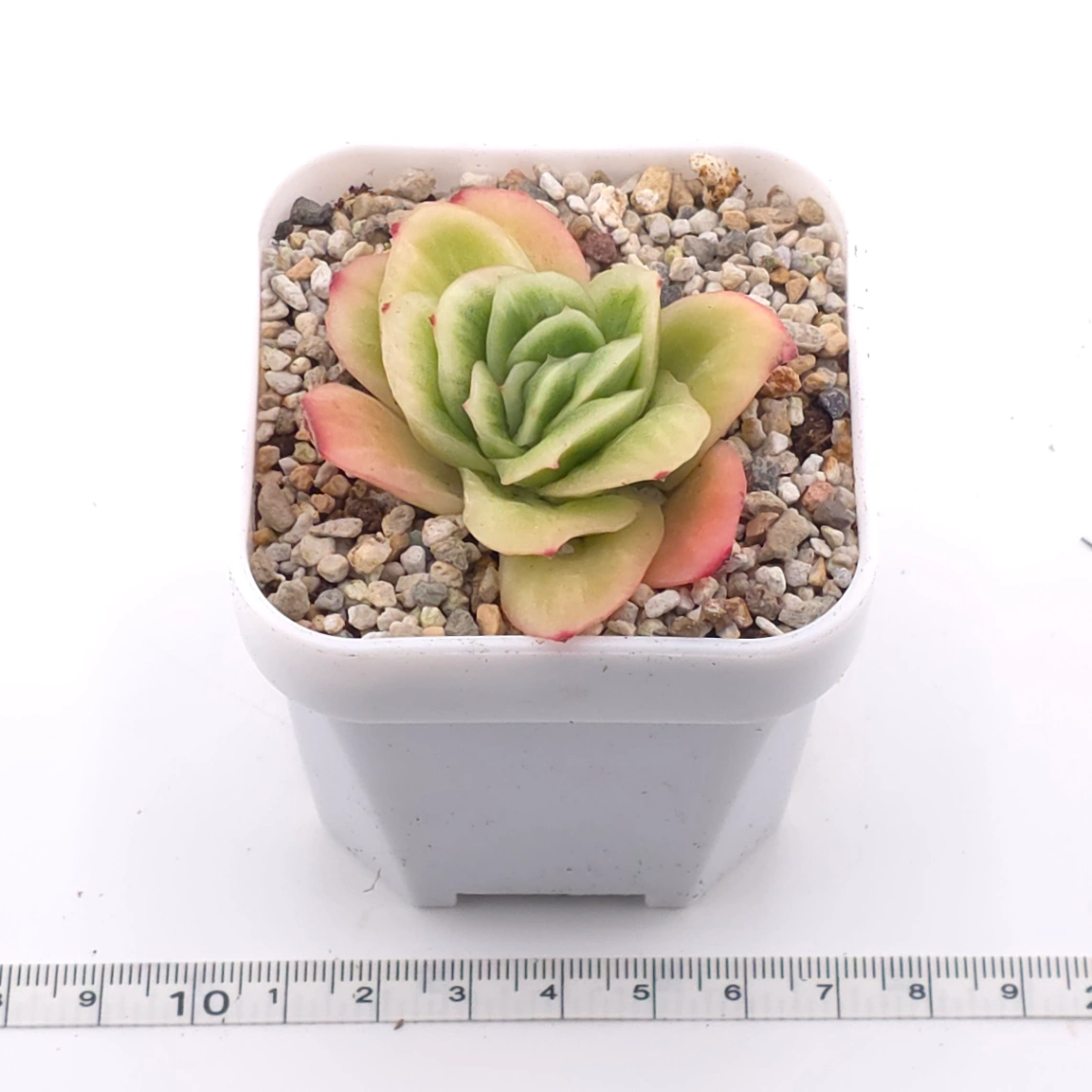 Echeveria 'Ice Rose' | 冰玫瑰 thumbnail 3