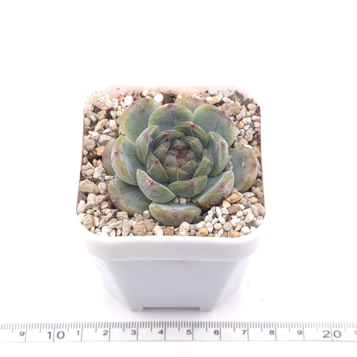 Echeveria ‘Melaco' | 巧克力方磚 thumbnail 3