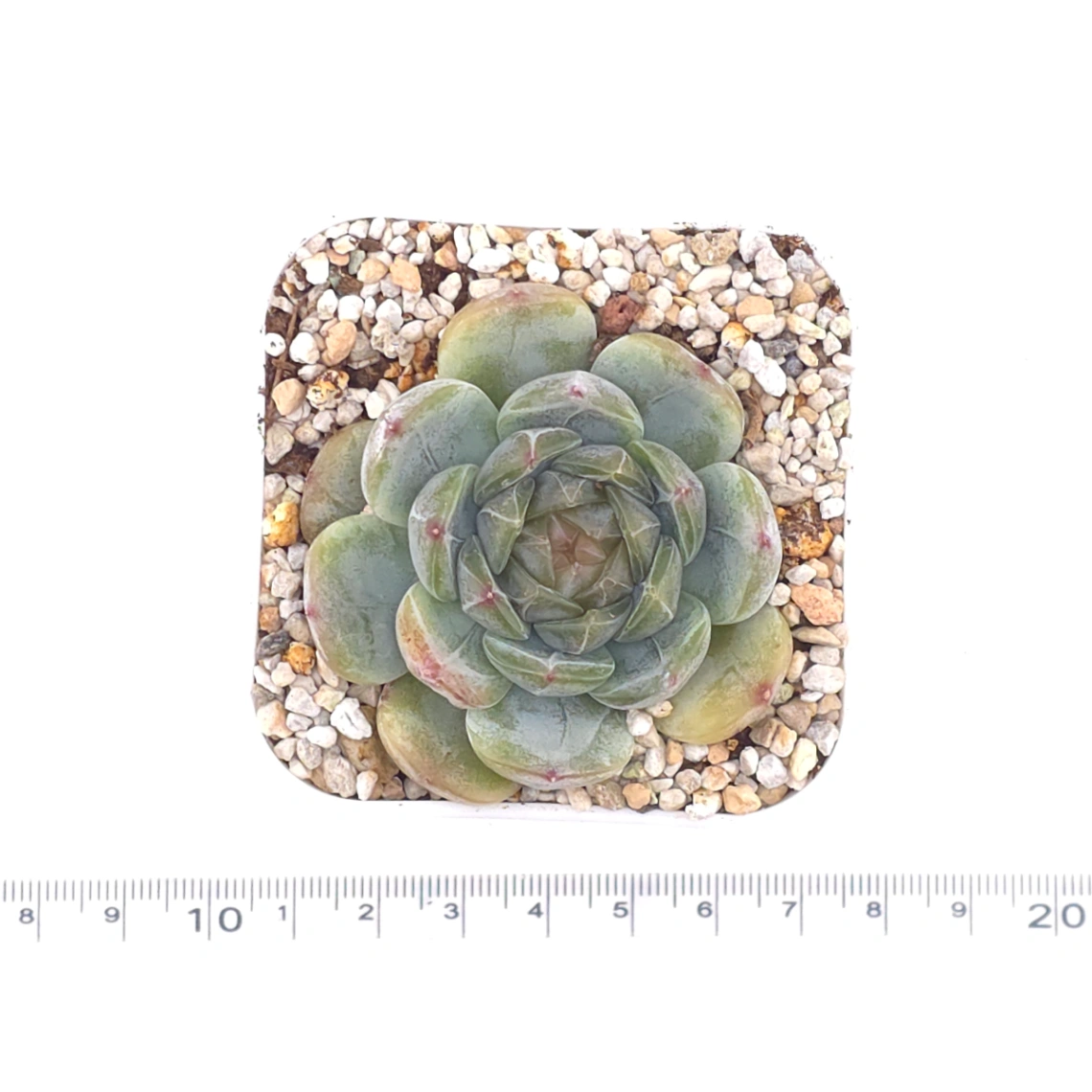 Echeveria ‘Melaco' | 巧克力方磚 thumbnail 4