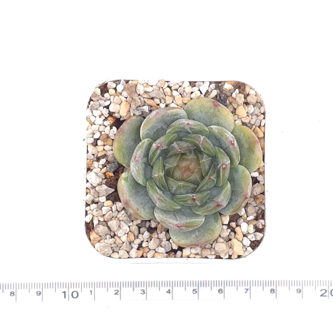 Echeveria ‘Melaco' | 巧克力方磚 thumbnail 4