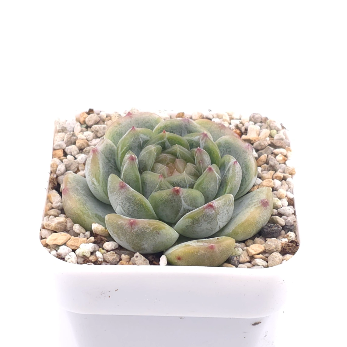 Echeveria ‘Melaco' | 巧克力方磚 thumbnail 2