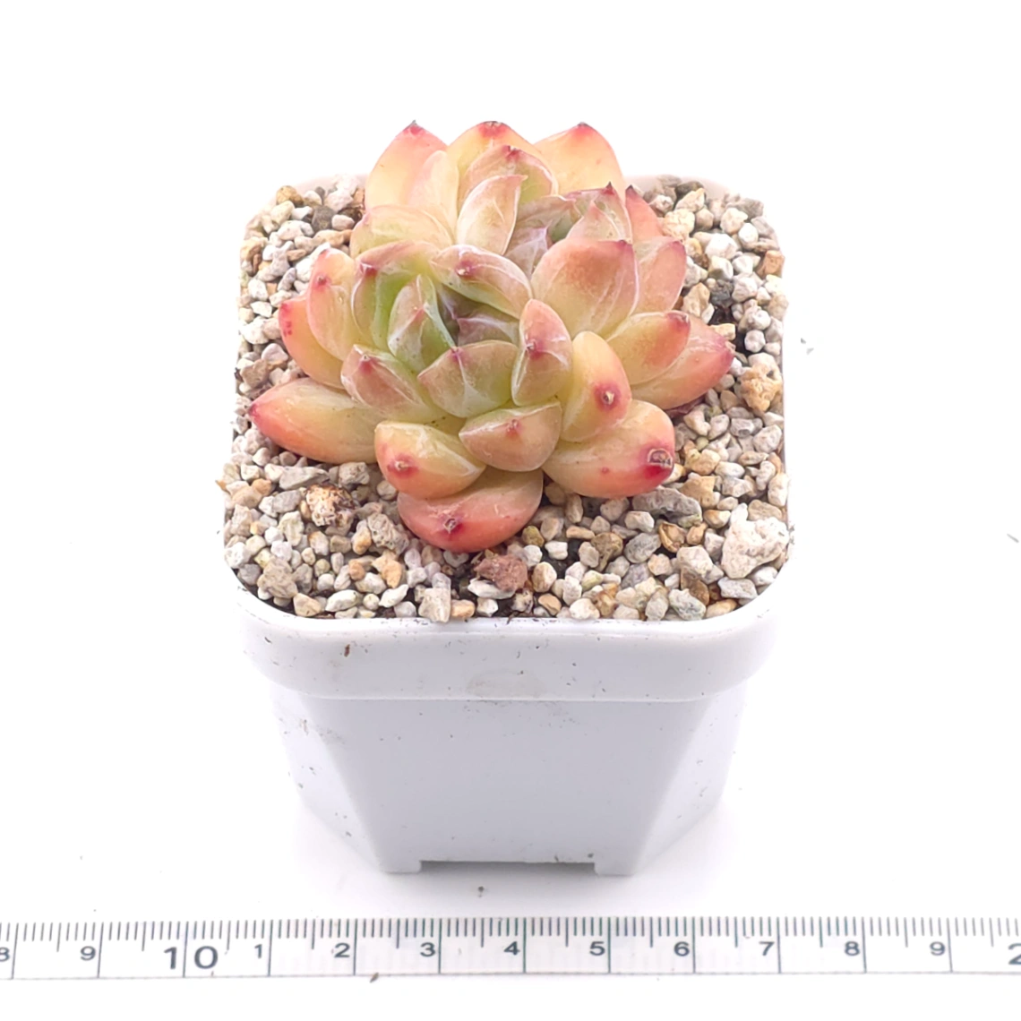 Echeveria 'Praha' | 布拉格 thumbnail 3
