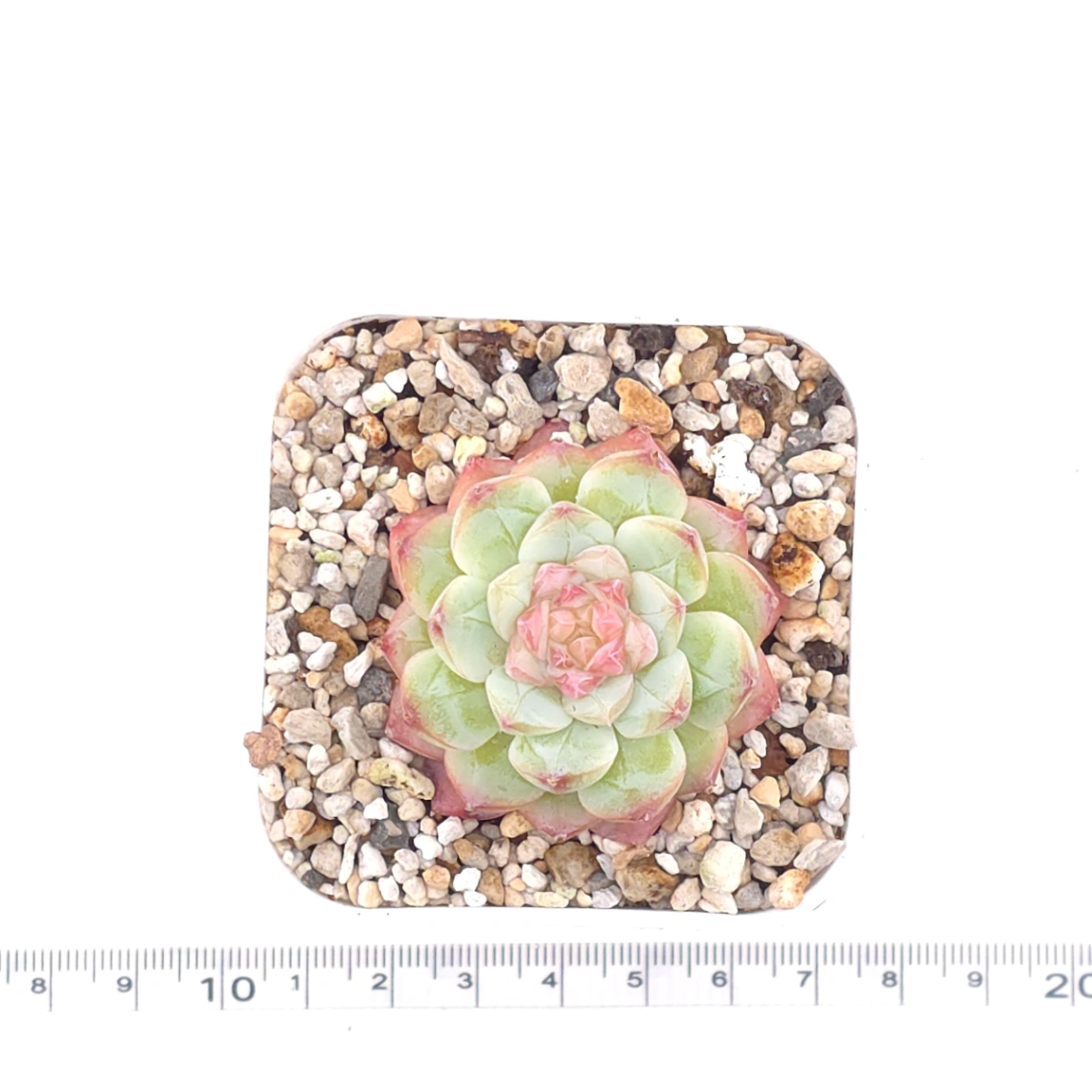 Echeveria ‘Mittal’ | 米塔爾 thumbnail 4