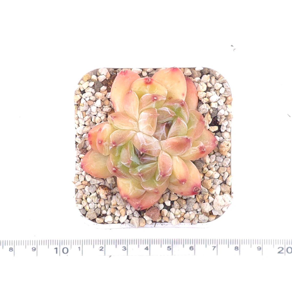 Echeveria 'Praha' | 布拉格 thumbnail 4