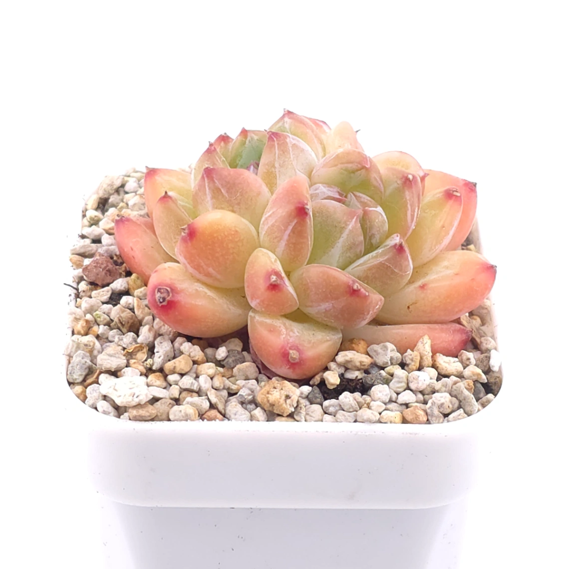 Echeveria 'Praha' | 布拉格 thumbnail 2
