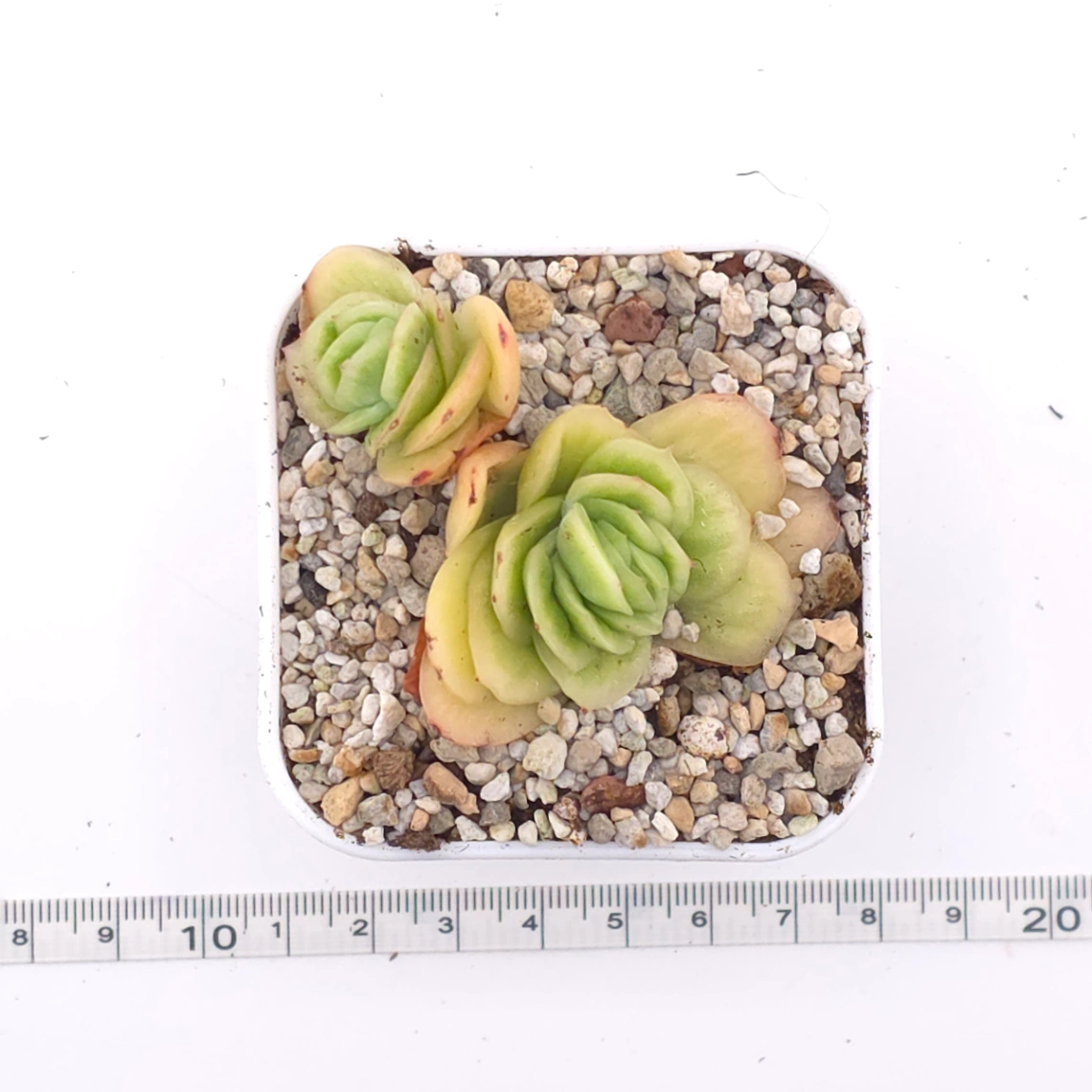 Echeveria 'Ice Rose' | 冰玫瑰 thumbnail 4