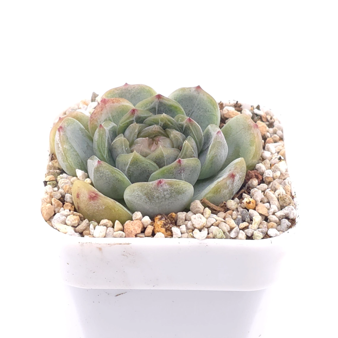 Echeveria ‘Melaco' | 巧克力方磚 thumbnail 2