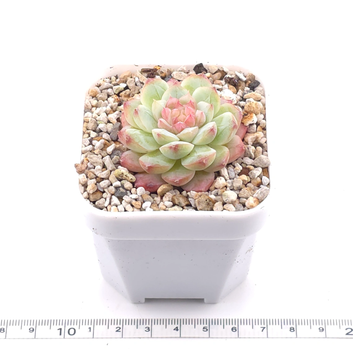 Echeveria ‘Mittal’ | 米塔爾 thumbnail 3