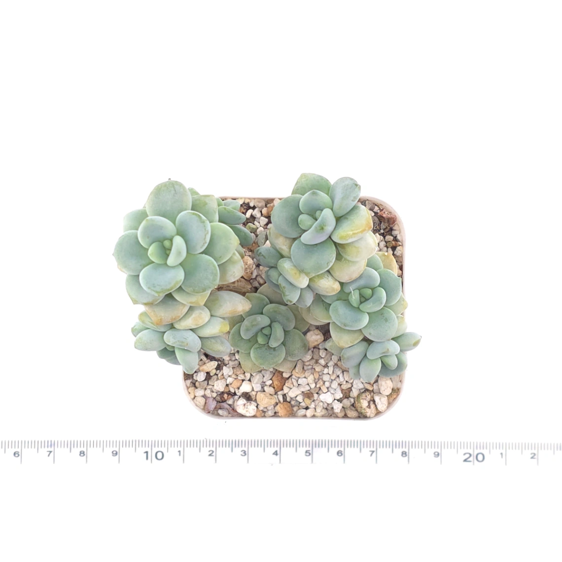 Graptosedum ‘Miul / Luo Goddess’ | 洛神 thumbnail 4