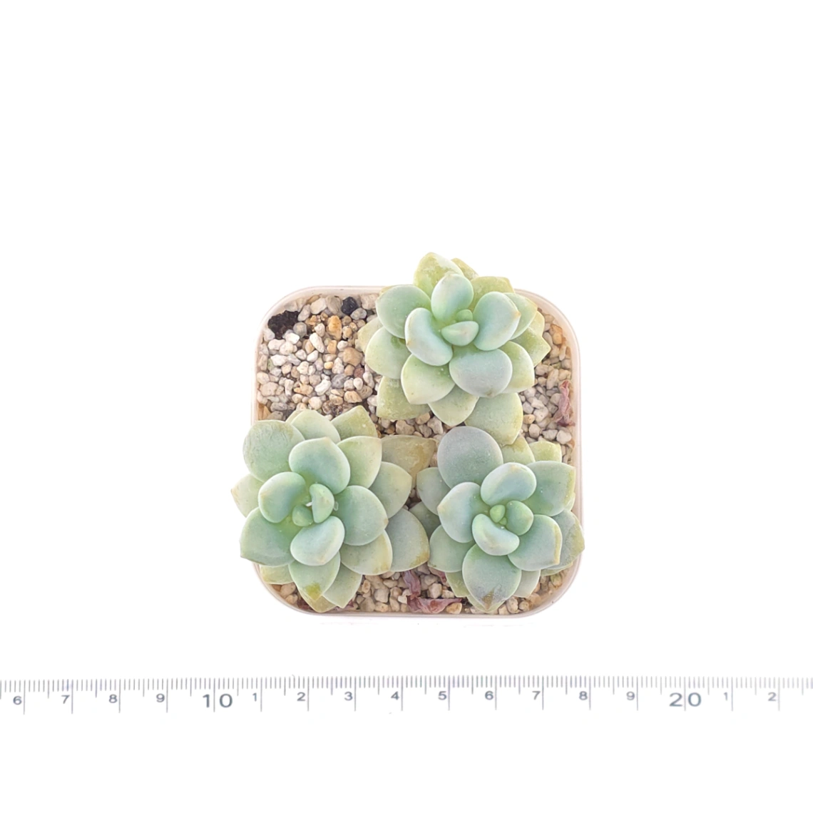 Graptosedum ‘Miul / Luo Goddess’ | 洛神 thumbnail 4