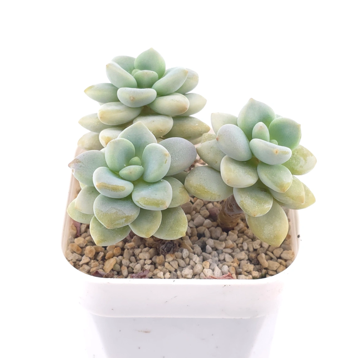 Graptosedum ‘Miul / Luo Goddess’ | 洛神 thumbnail 2