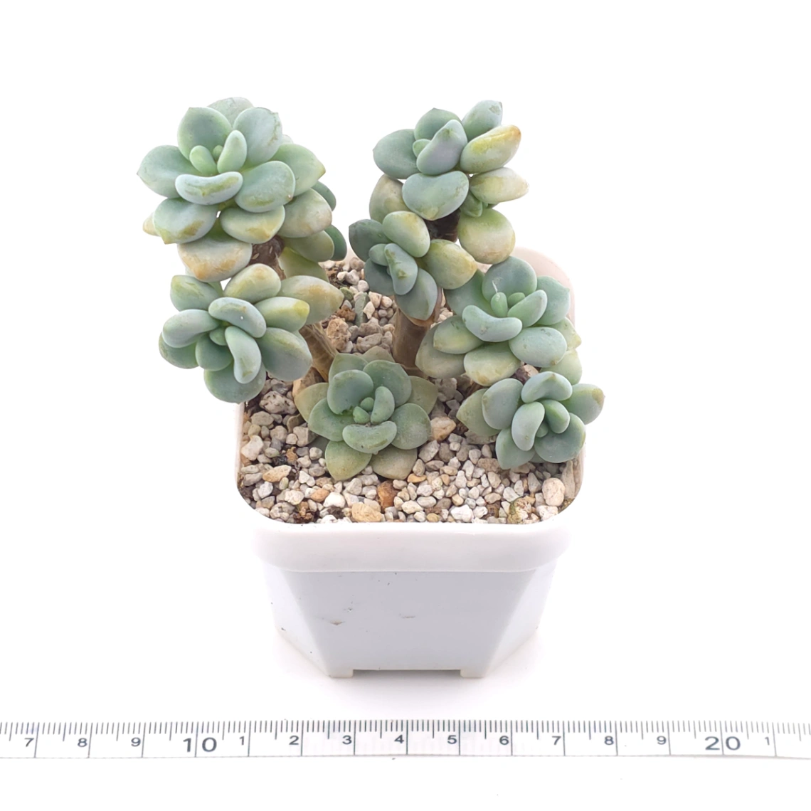 Graptosedum ‘Miul / Luo Goddess’ | 洛神 thumbnail 3