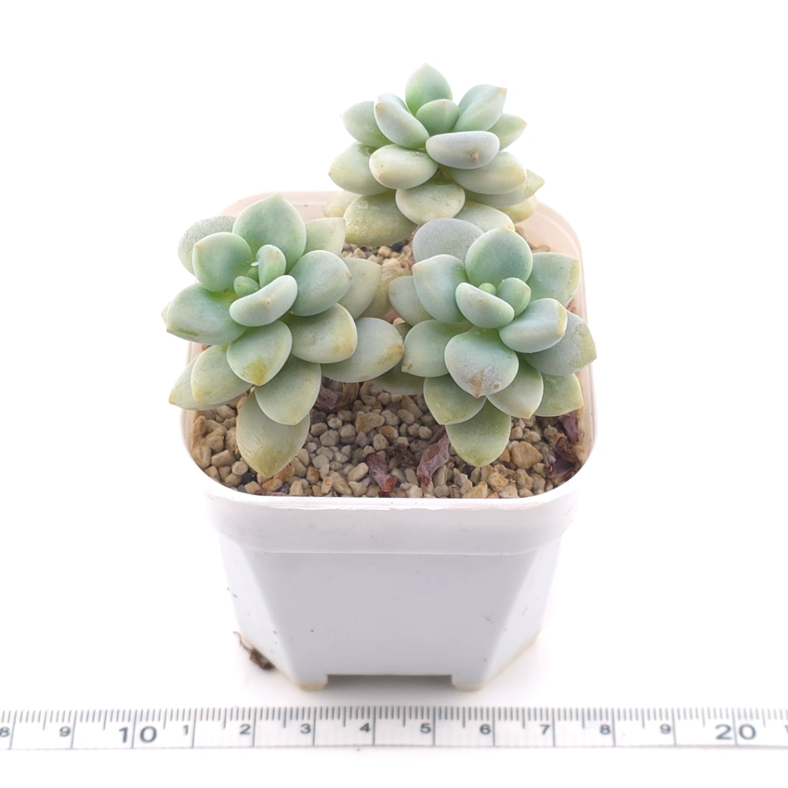 Graptosedum ‘Miul / Luo Goddess’ | 洛神 thumbnail 3