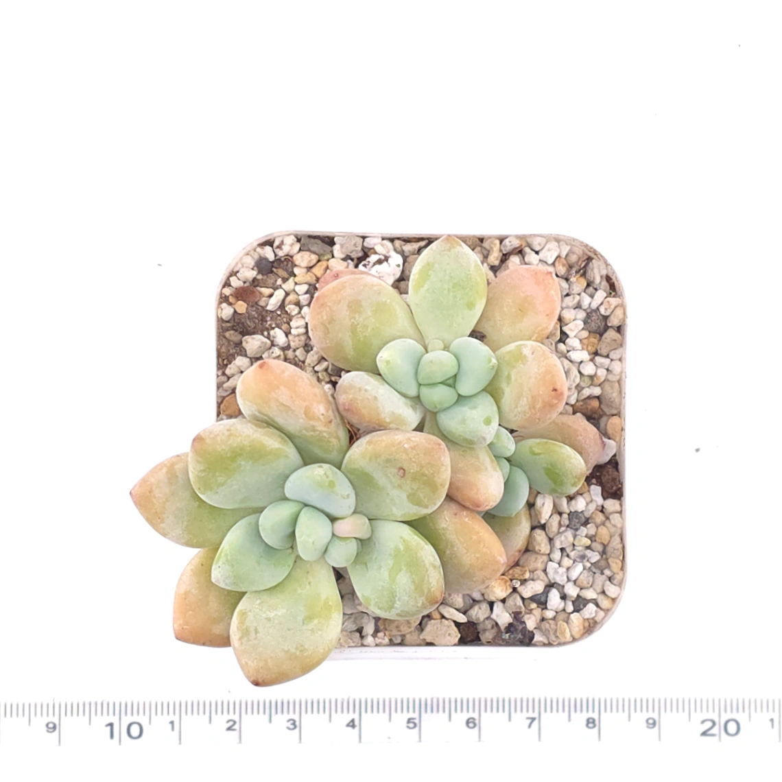 Graptosedum ‘Miul / Luo Goddess’ clustering | 洛神群 thumbnail 4