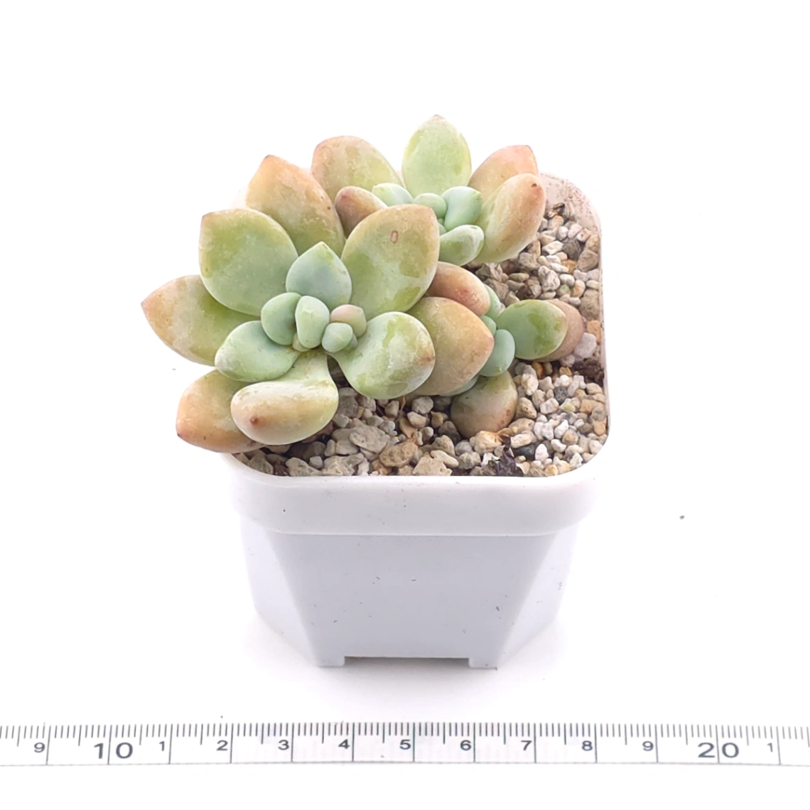 Graptosedum ‘Miul / Luo Goddess’ clustering | 洛神群 thumbnail 3