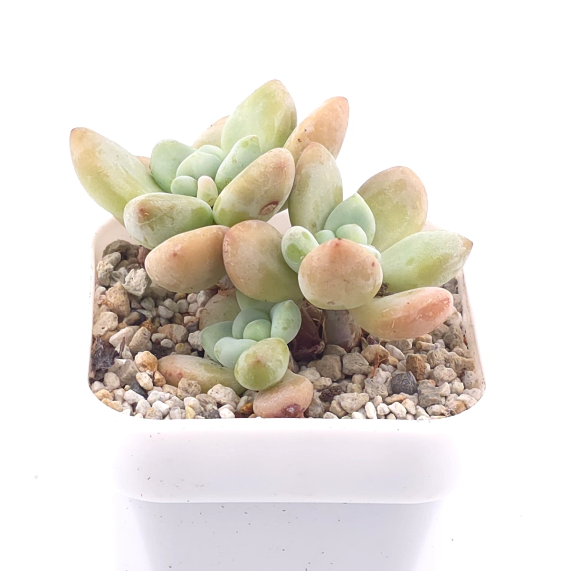 Graptosedum ‘Miul / Luo Goddess’ clustering | 洛神群 thumbnail 2