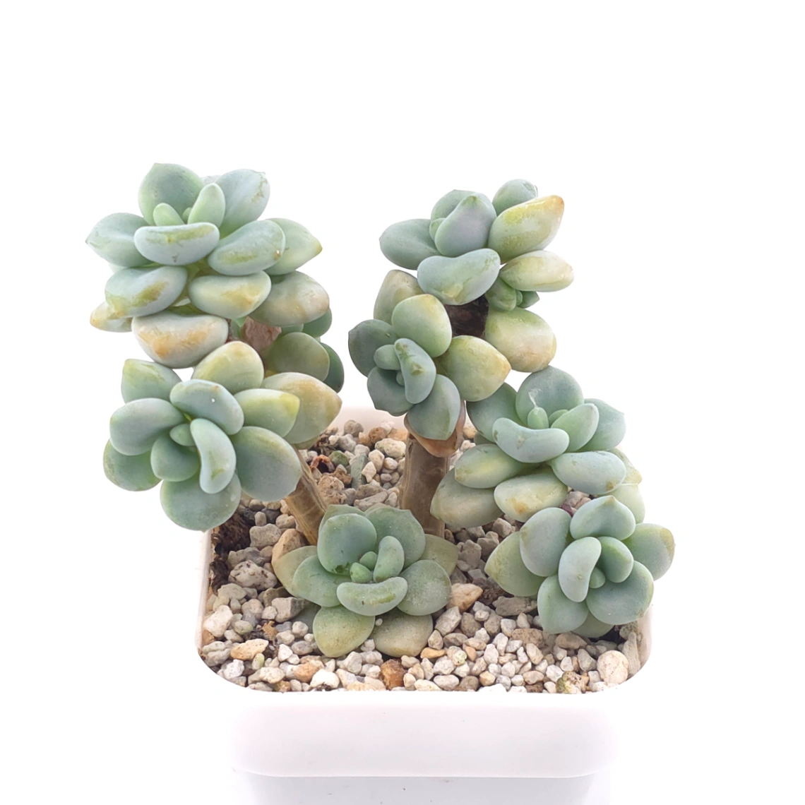 Graptosedum ‘Miul / Luo Goddess’ | 洛神 thumbnail 2