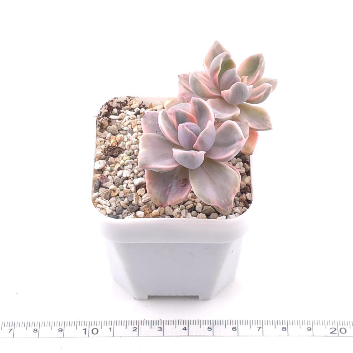 Graptoveria ‘Mrs Richard’ variegated | 彩虹糖錦 thumbnail 3