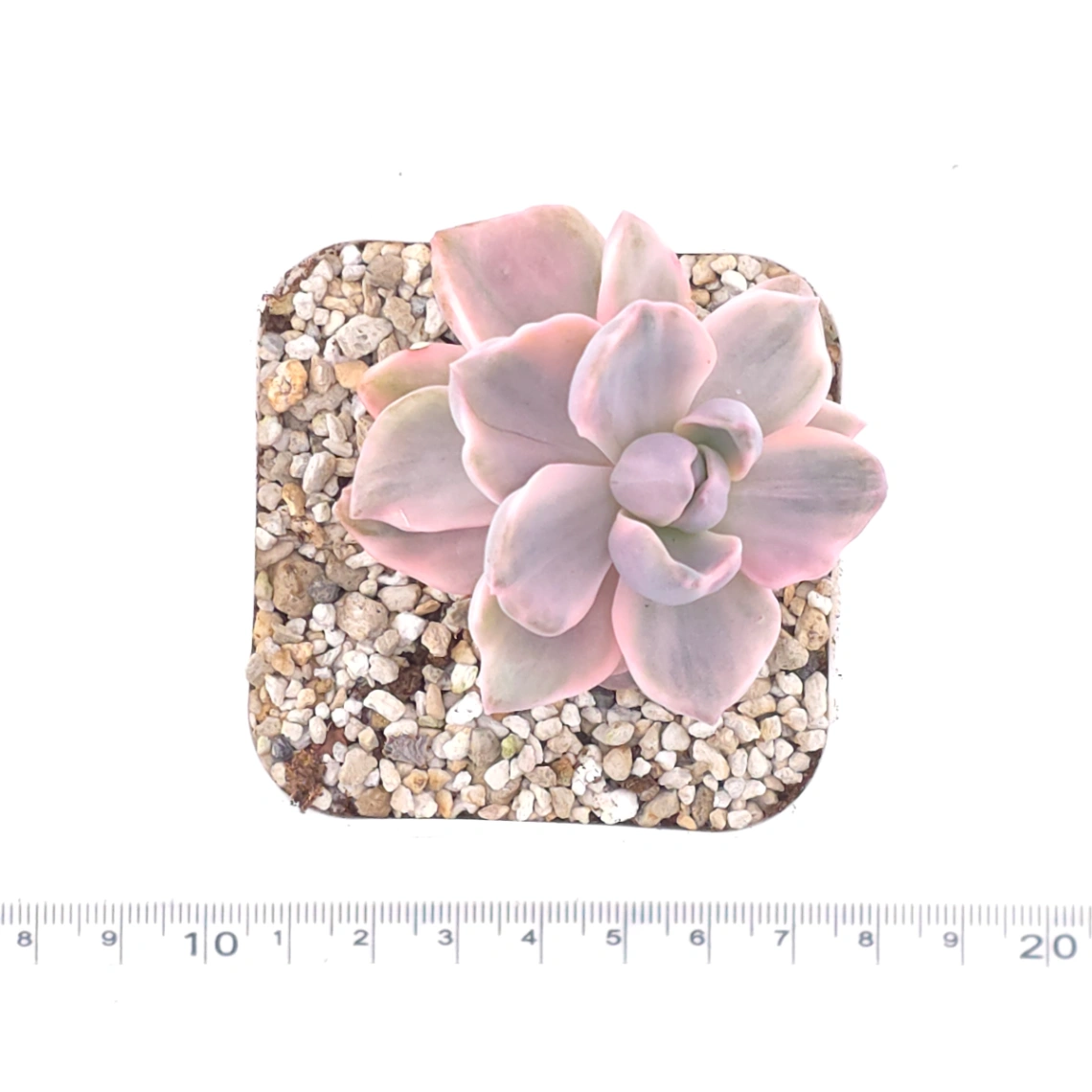 Graptoveria ‘Mrs Richard’ variegated | 彩虹糖錦 thumbnail 4