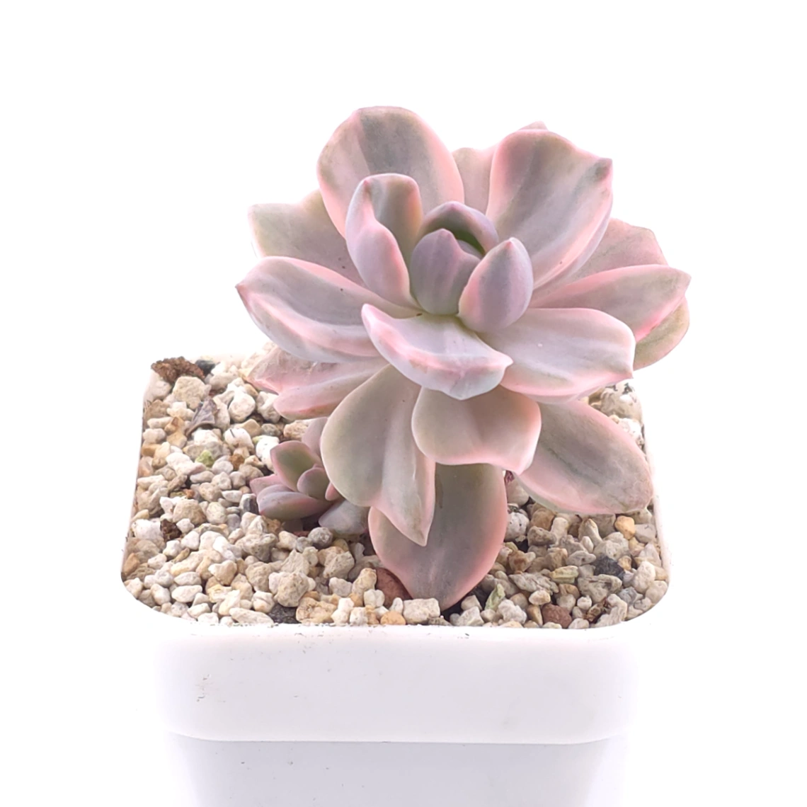 Graptoveria ‘Mrs Richard’ variegated | 彩虹糖錦 thumbnail 2
