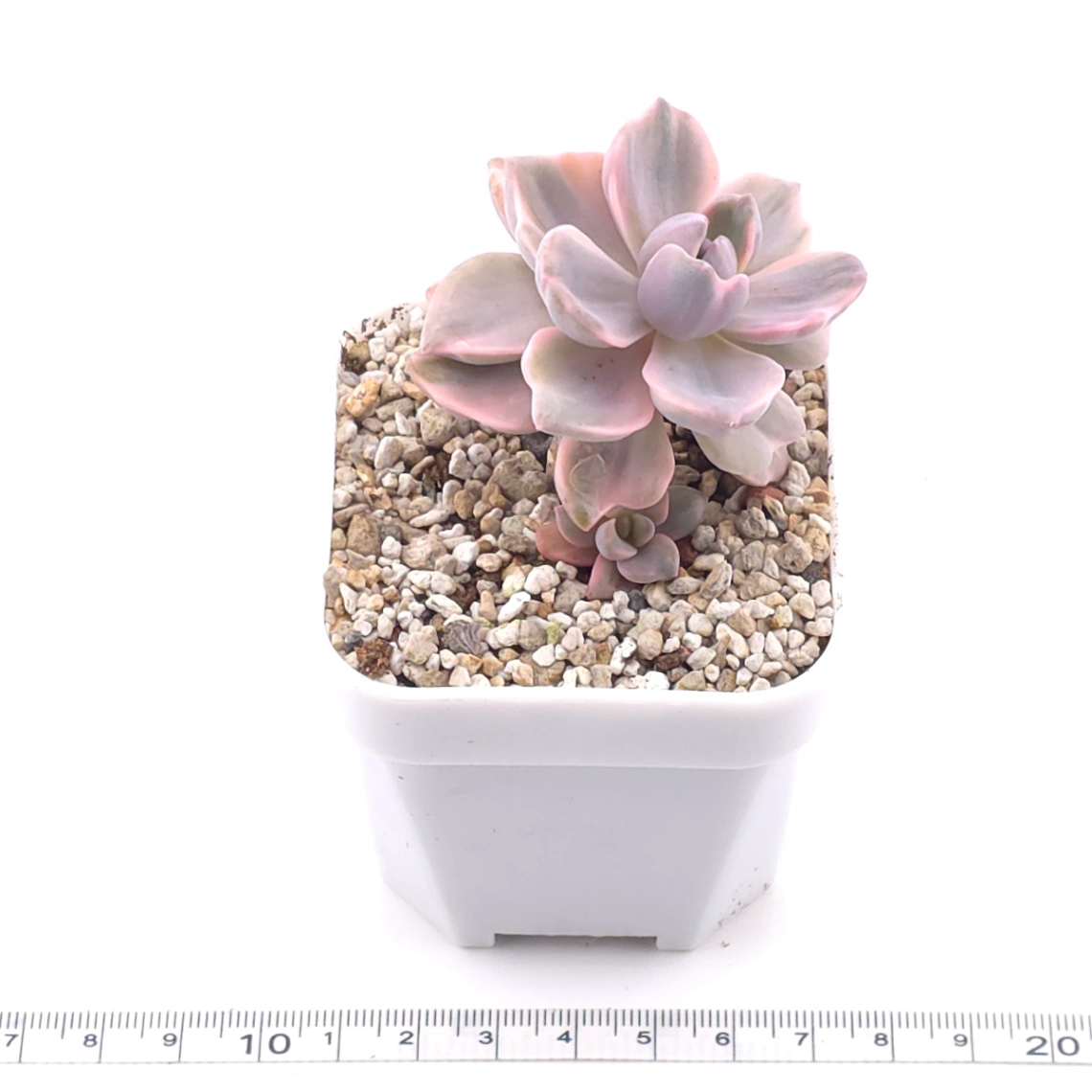 Graptoveria ‘Mrs Richard’ variegated | 彩虹糖錦 thumbnail 3