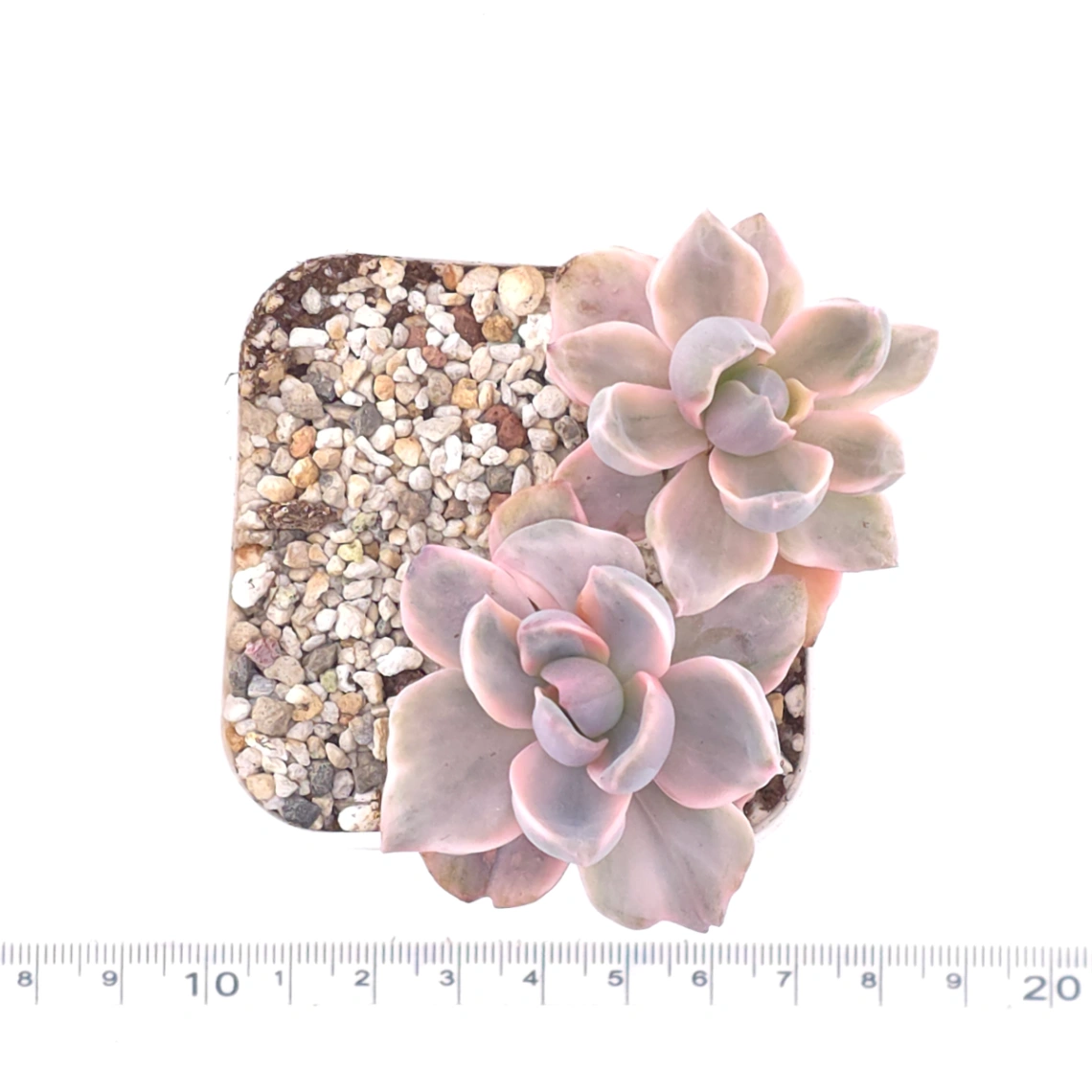 Graptoveria ‘Mrs Richard’ variegated | 彩虹糖錦 thumbnail 4