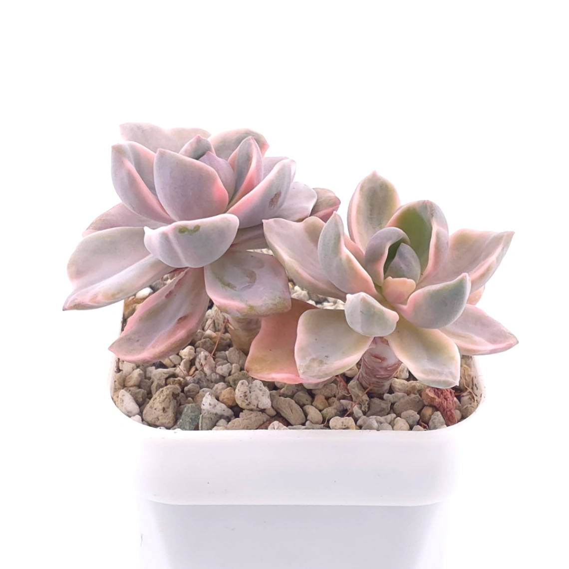 Graptoveria ‘Mrs Richard’ variegated | 彩虹糖錦 thumbnail 2