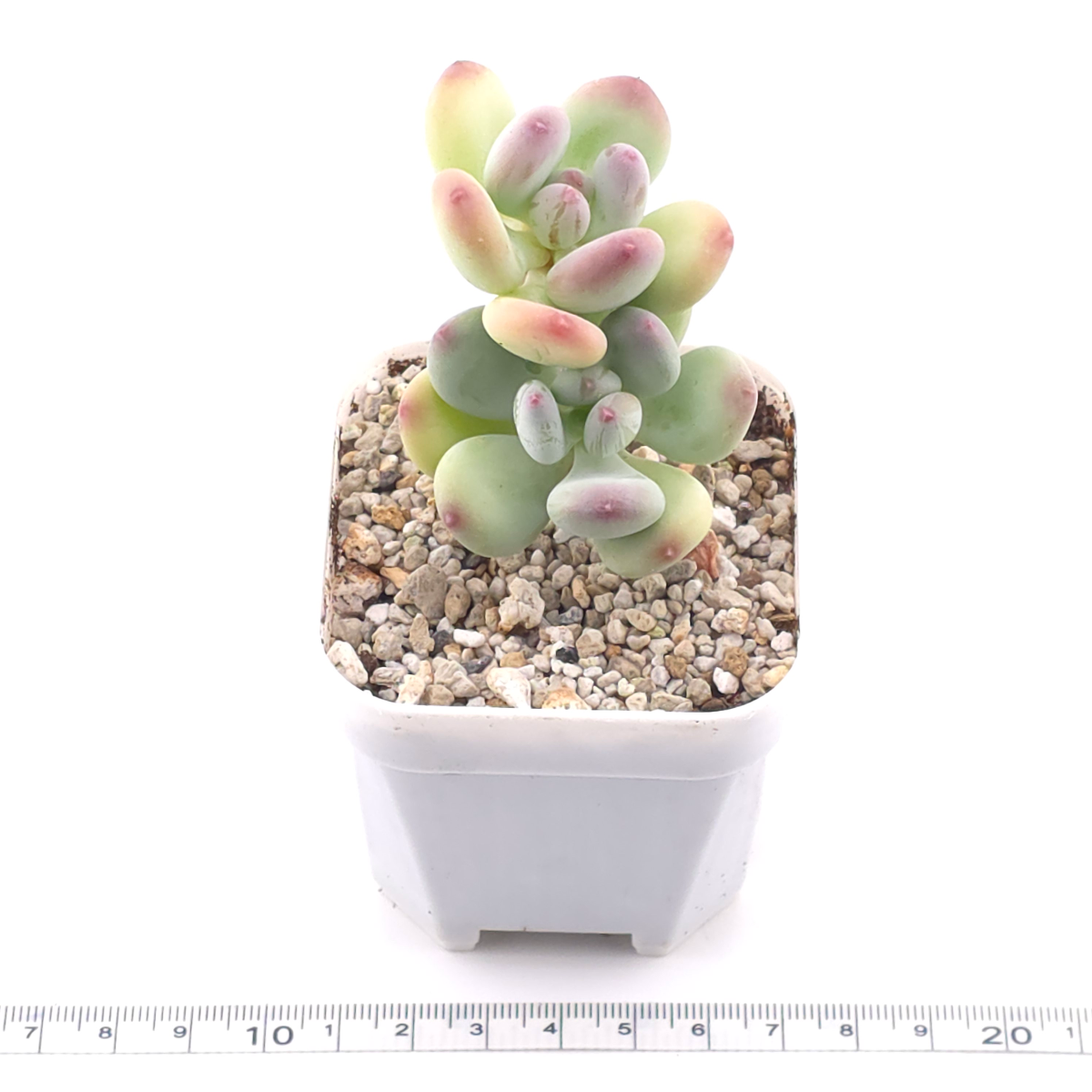 Pachyphytum 'Mikadukibijin' | 三日月美人 thumbnail 3