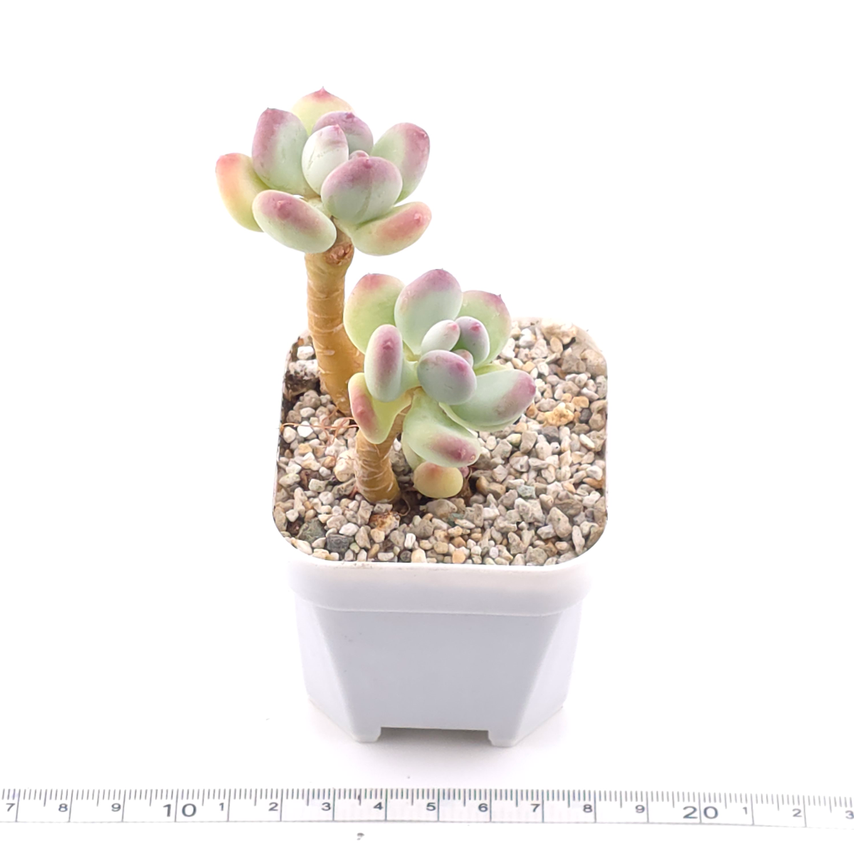 Pachyphytum 'Mikadukibijin' | 三日月美人 thumbnail 3