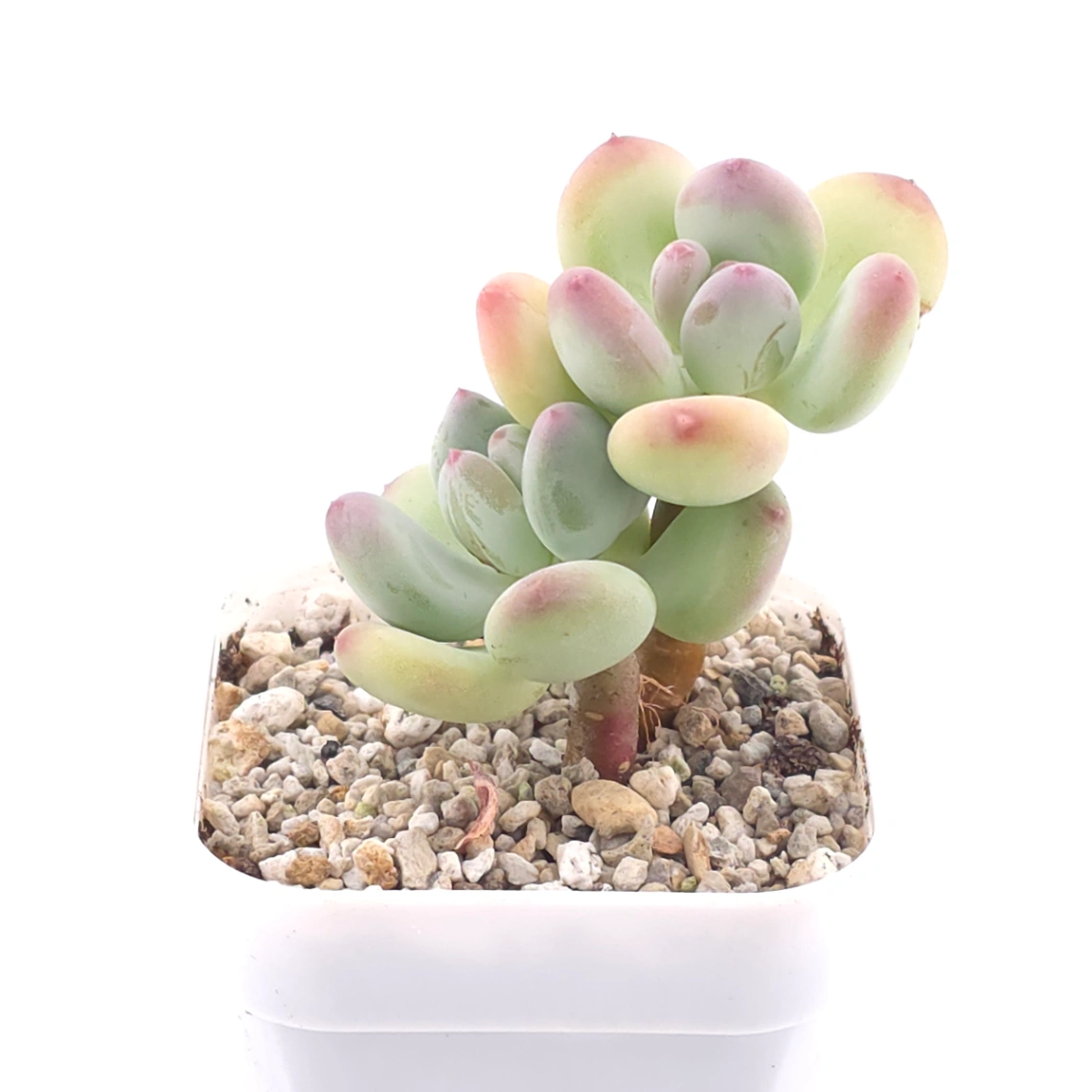 Pachyphytum 'Mikadukibijin' | 三日月美人 thumbnail 2