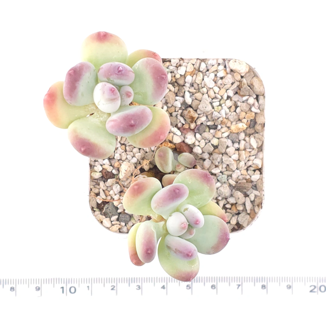 Pachyphytum 'Mikadukibijin' | 三日月美人 thumbnail 4