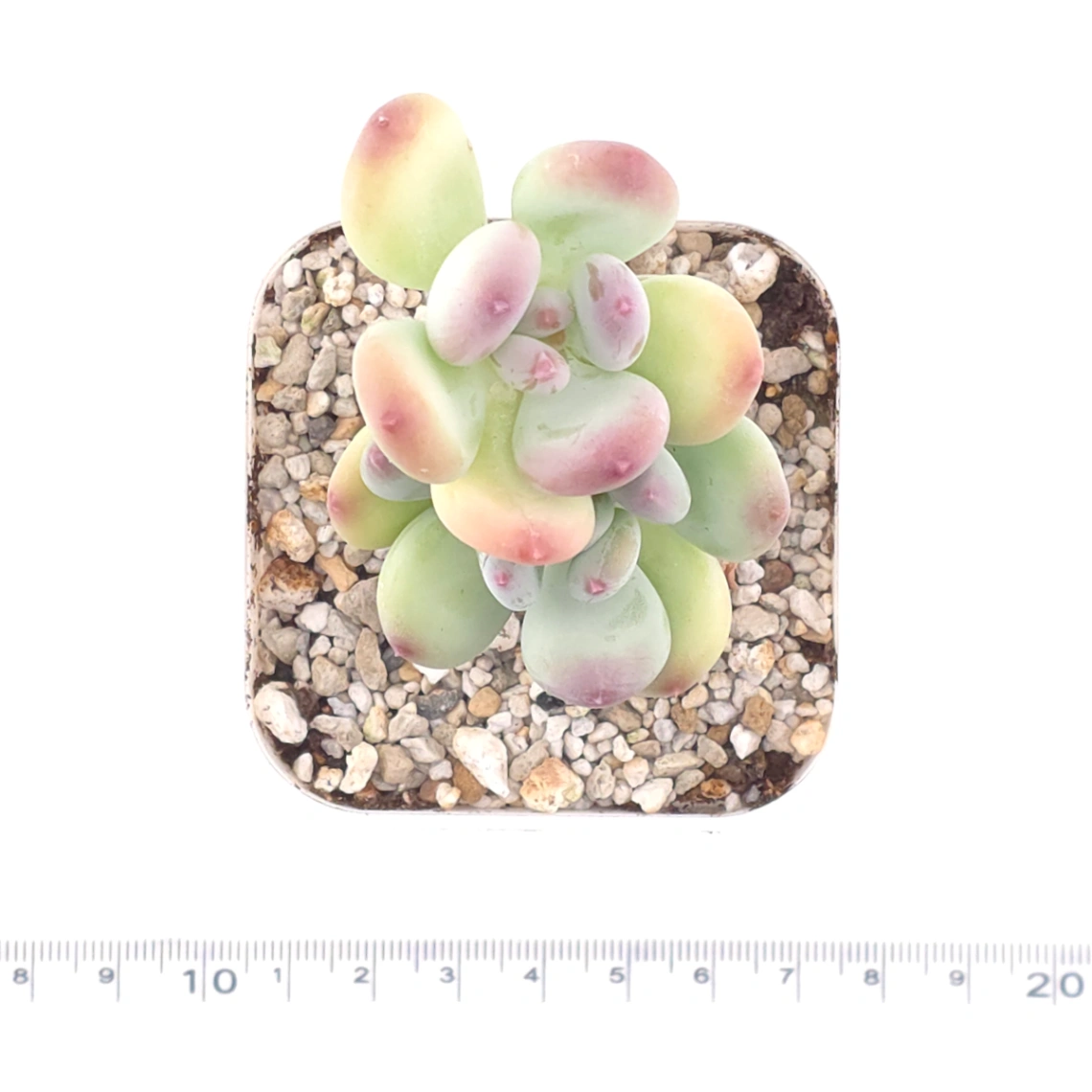 Pachyphytum 'Mikadukibijin' | 三日月美人 thumbnail 4