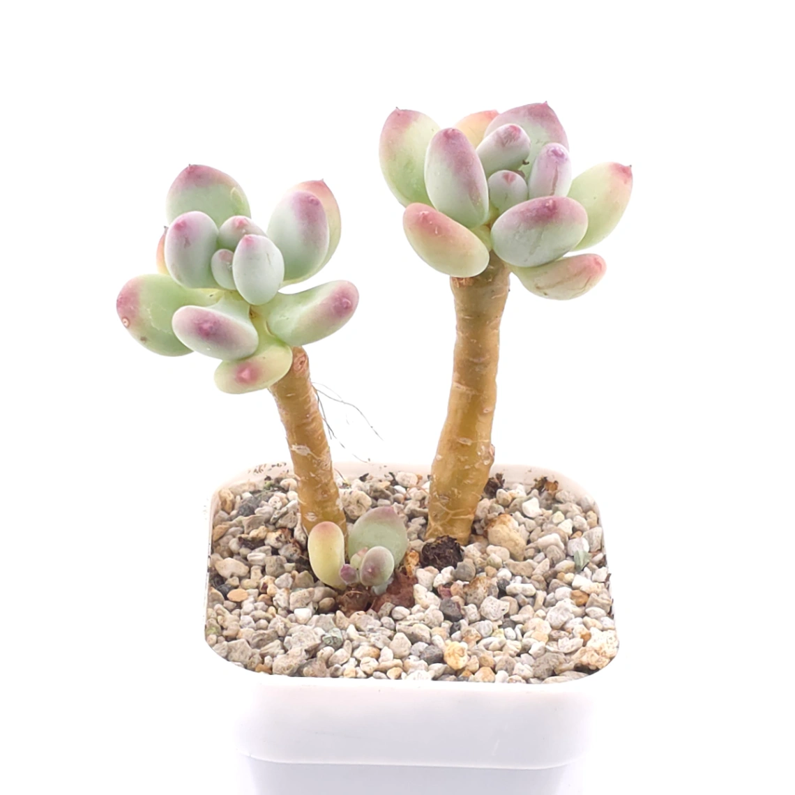 Pachyphytum 'Mikadukibijin' | 三日月美人 thumbnail 2