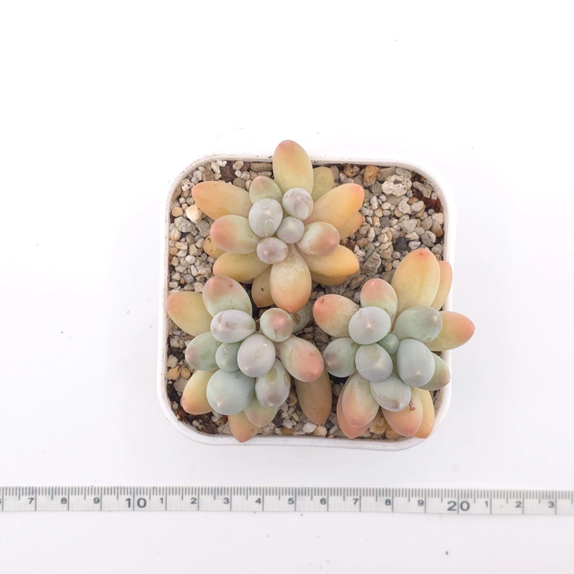 Pachyphytum 'Milk Beans' | 奶豆群 thumbnail 4