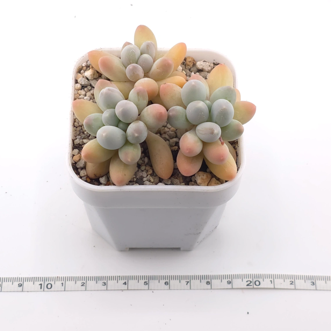 Pachyphytum 'Milk Beans' | 奶豆群 thumbnail 3