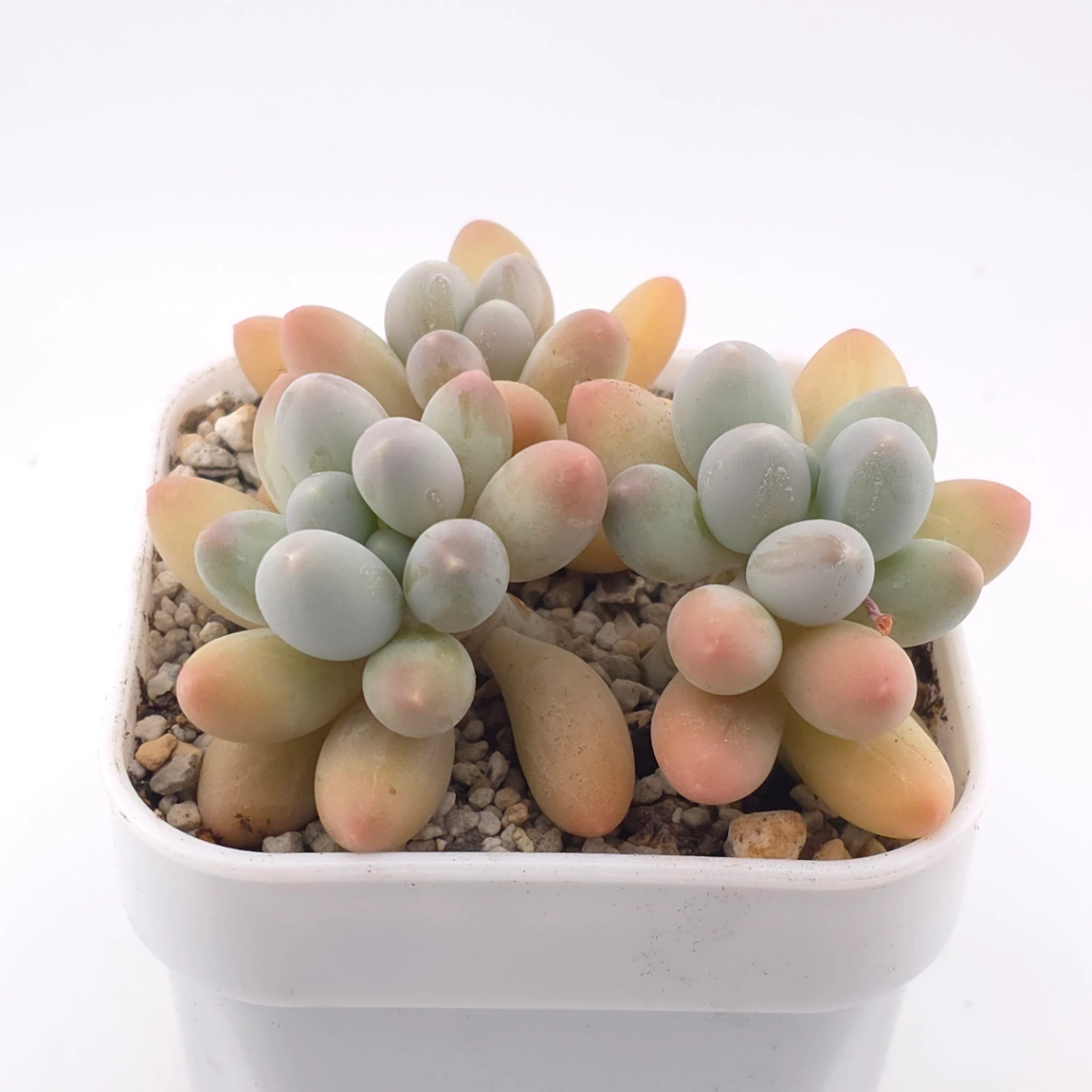 Pachyphytum 'Milk Beans' | 奶豆群 thumbnail 2