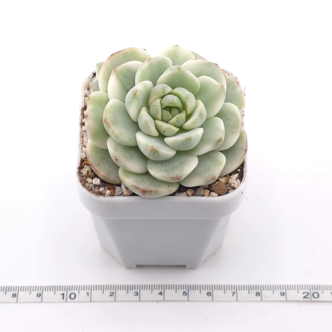 Sedeveria ‘Pudgy’ variegated | 香草比斯錦 thumbnail 3