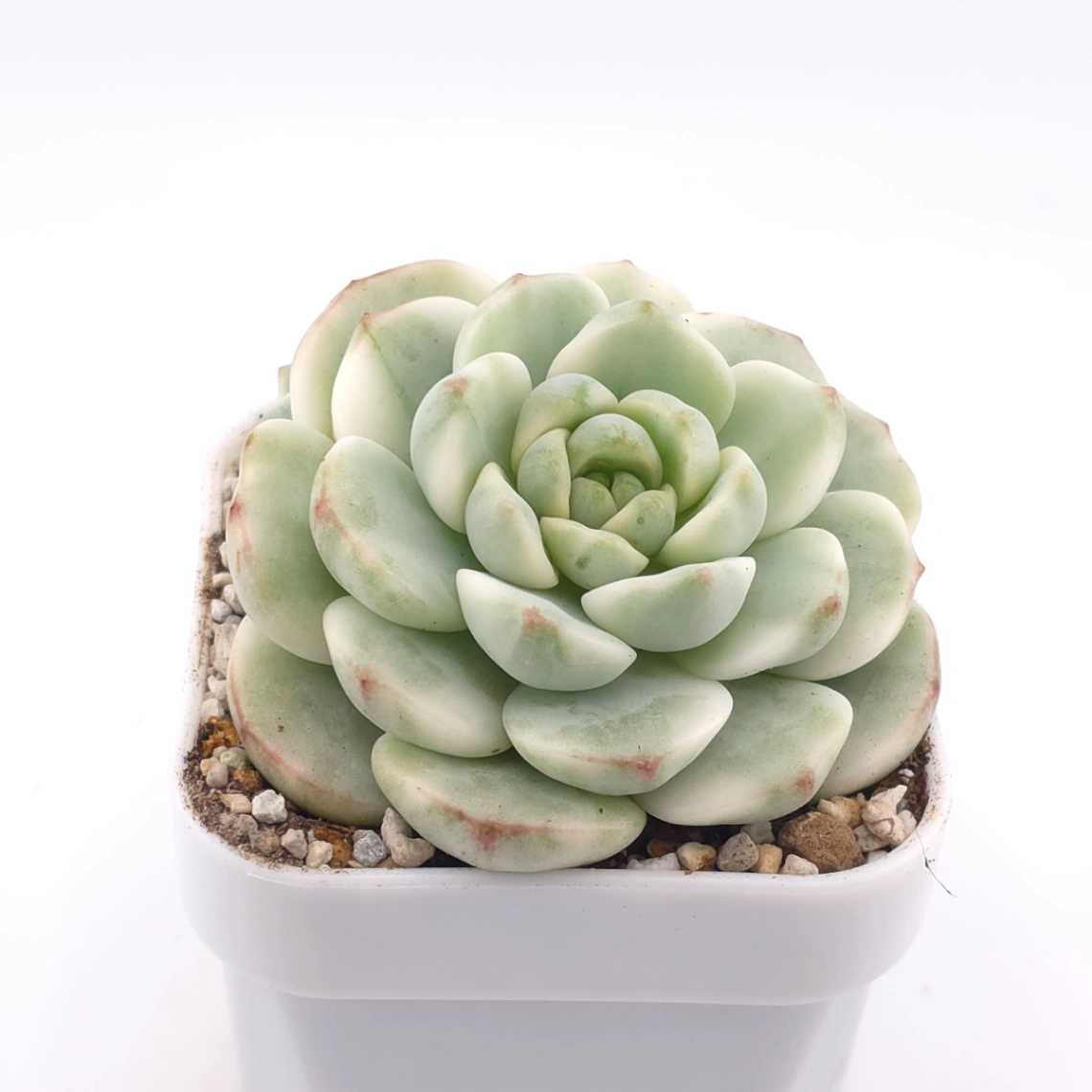 Sedeveria ‘Pudgy’ variegated | 香草比斯錦 thumbnail 2