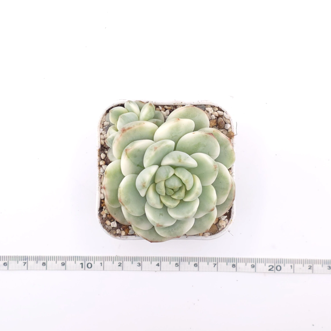 Sedeveria ‘Pudgy’ variegated | 香草比斯錦 thumbnail 4