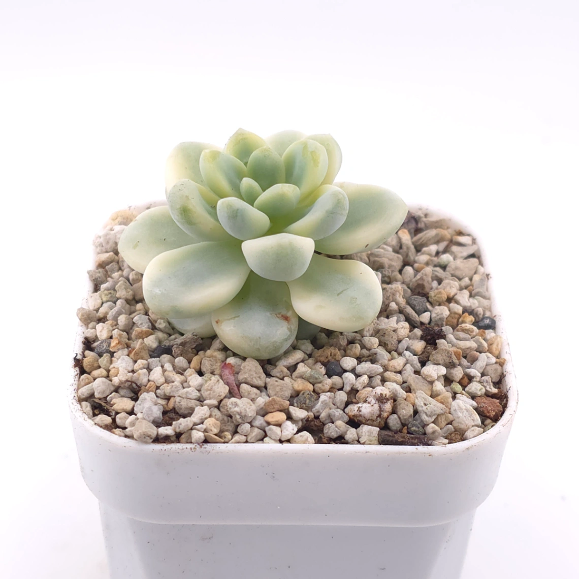 Sedum clavatum variegated | 勞爾錦 thumbnail 2