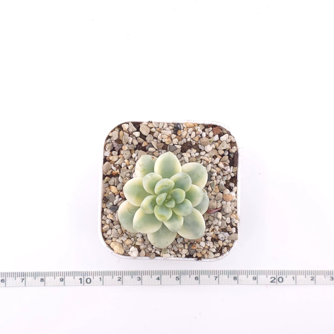 Sedum clavatum variegated | 勞爾錦 thumbnail 4