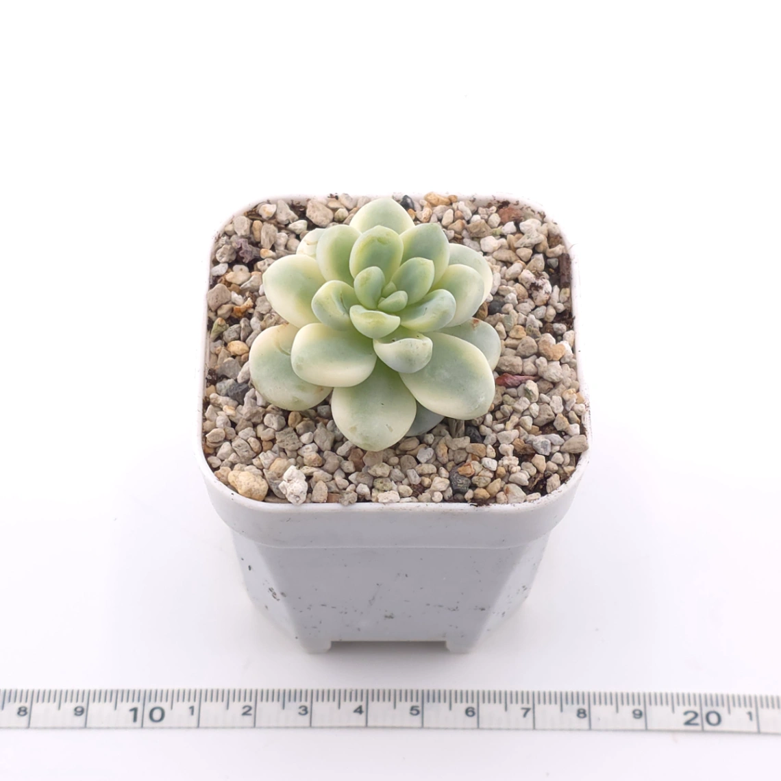 Sedum clavatum variegated | 勞爾錦 thumbnail 3