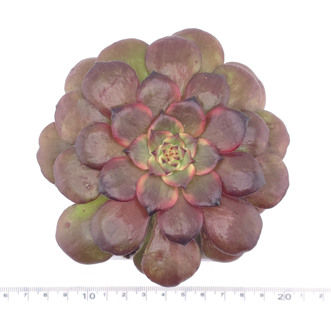 Aeonium ‘Rose Dusk’ | 玫暮 thumbnail 4