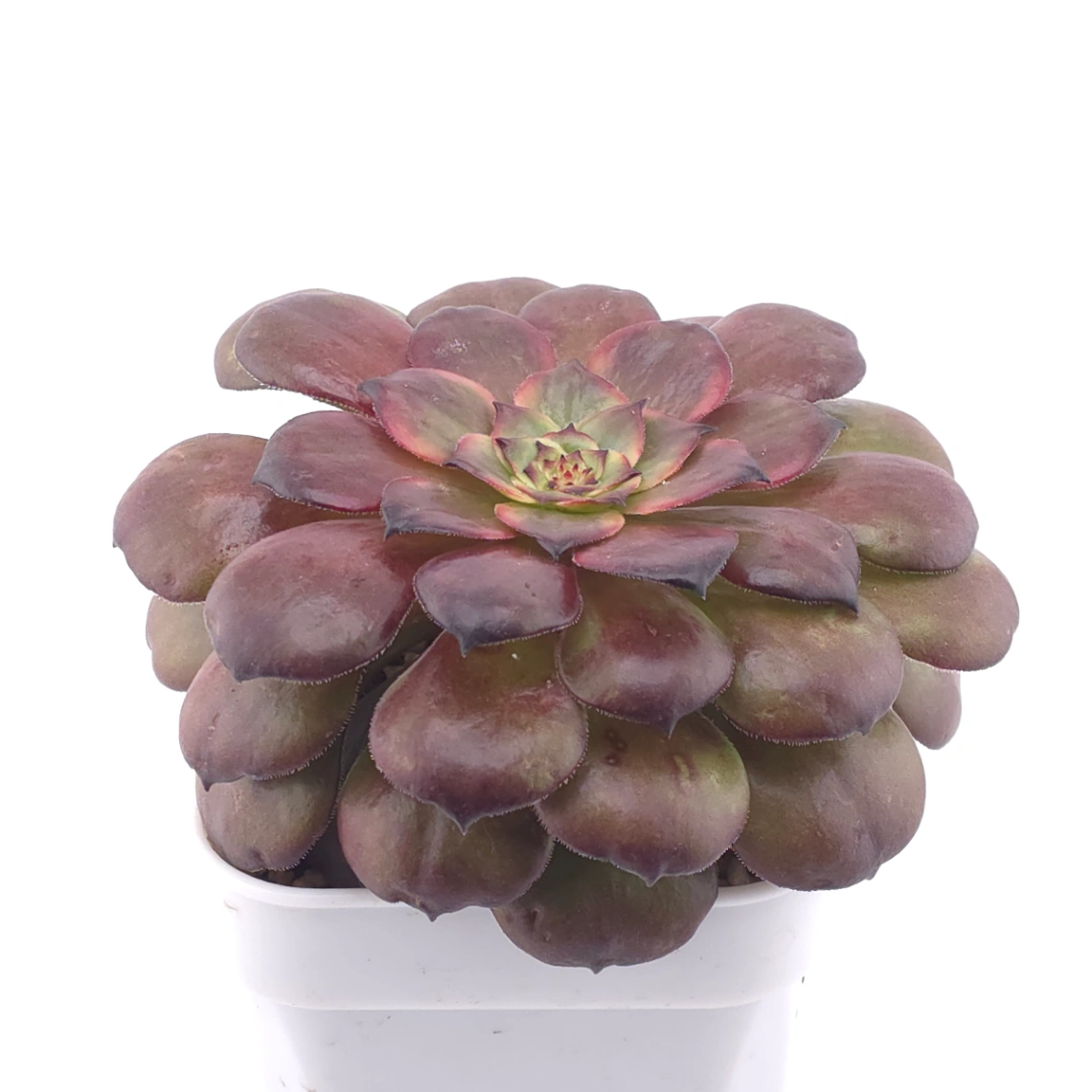 Aeonium ‘Rose Dusk’ | 玫暮 thumbnail 2